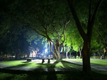 Trees by grass at night