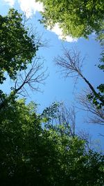 Low angle view of trees against sky