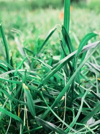 Close-up of fresh green plant in field
