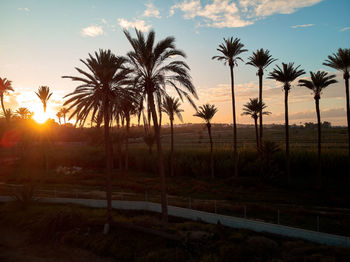 Palm trees on field against sky at sunset