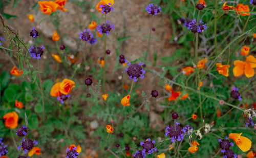 Close-up of flowering plants in field