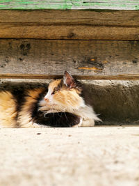 Cat relaxing on wood