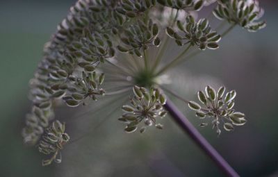 Close-up of flowering plant