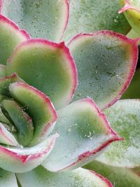 Close-up of fresh cactus plant