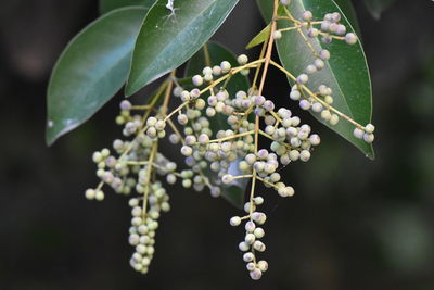 Close-up of white flowering plant