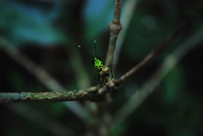 Close-up of insect on plant
