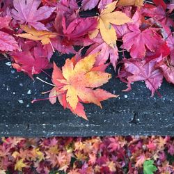 Red leaves in autumn