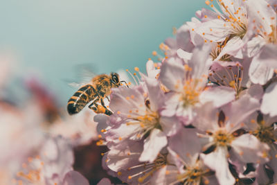 Close-up of bee pollinating on cherry blossom