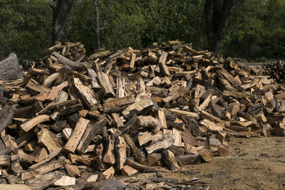 Stack of logs in forest