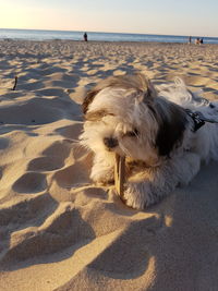 Dog on beach