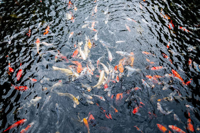 High angle view of koi carps swimming in lake