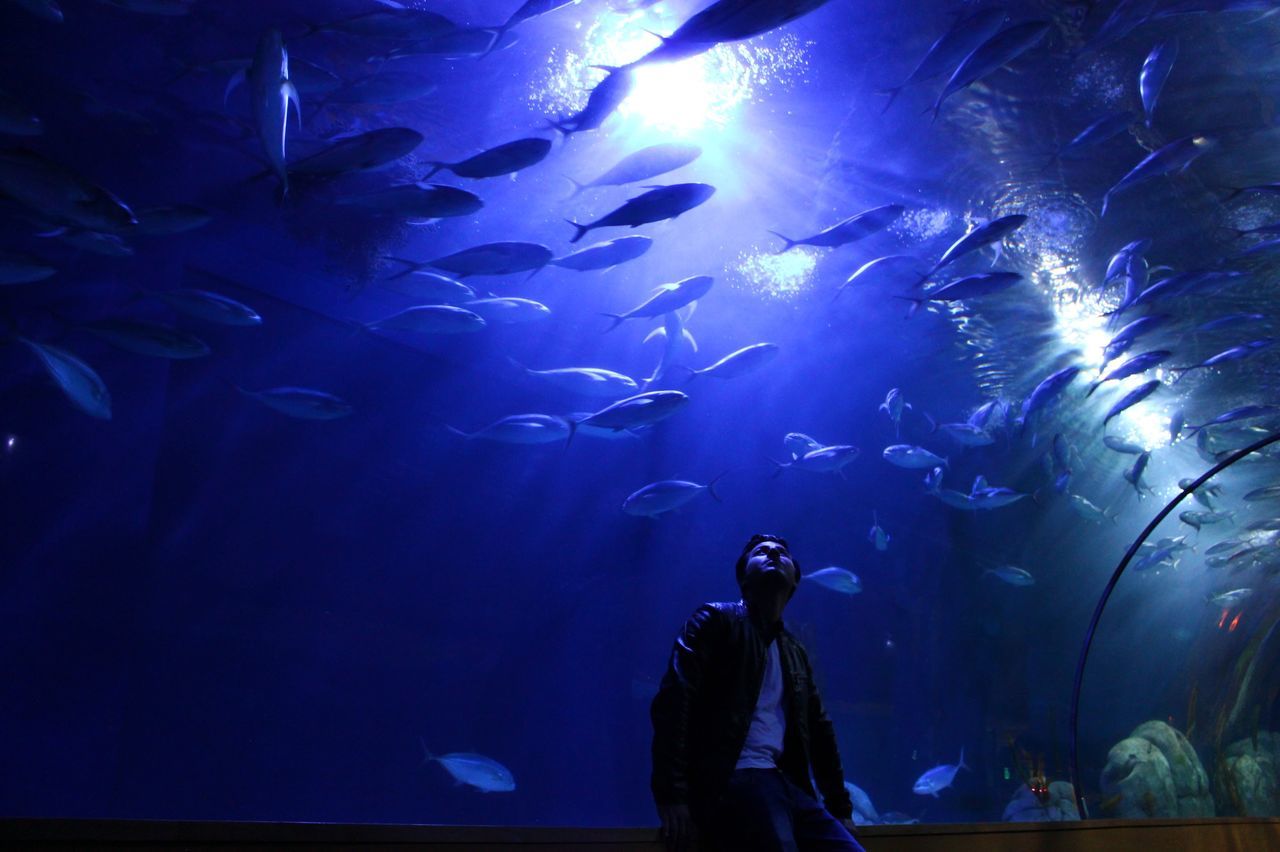 underwater, swimming, blue, fish, lifestyles, leisure activity, men, undersea, sea life, aquarium, indoors, water, night, illuminated, unrecognizable person, transparent, animal themes