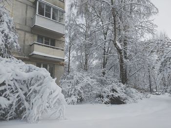Bare tree in front of snow