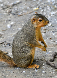 Close-up of squirrel sitting on rock
