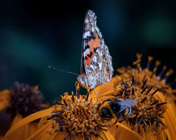 Close-up of butterfly pollinating on flower