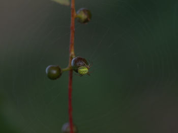 Close-up of insect on leaf