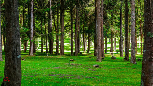 Trees in forest