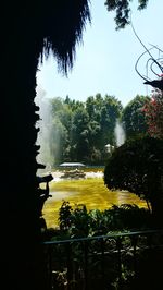 Yellow flowering plants in park against sky