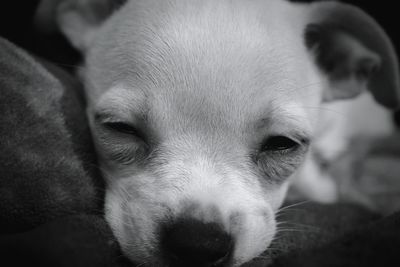 Close-up portrait of a dog