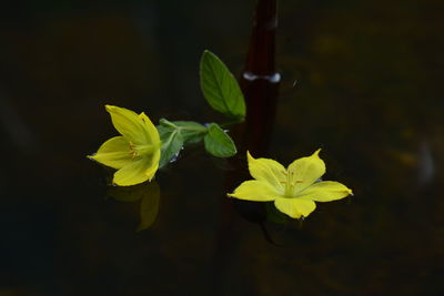 High angle view of flowering plant against black background