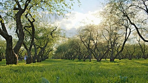 Trees on grassy field