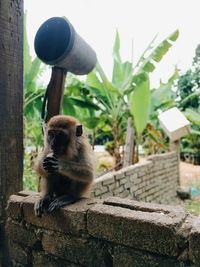 Monkey sitting on a wall