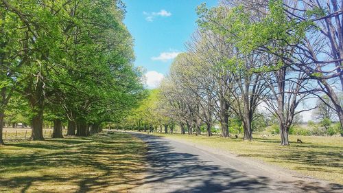 Road passing through forest