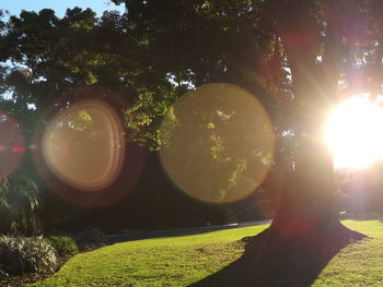 Sunlight falling on trees on field against sky on sunny day