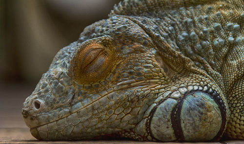 Close-up of lizard