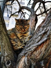 Cat sitting on tree trunk