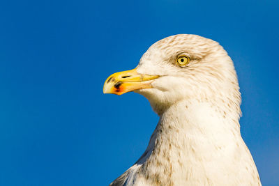 Close-up of a bird against blue sky