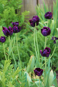 Close-up of purple flowers