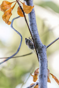 Close-up of bird perching on branch