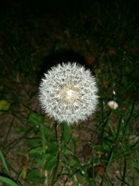 dandelion