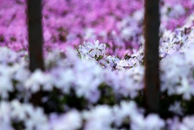 Close-up of pink flowers