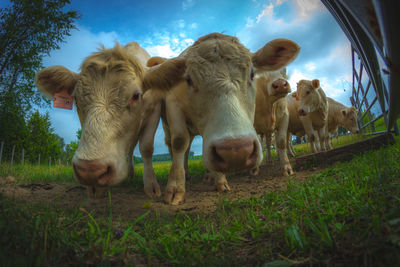 Cows on field against sky