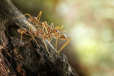 The ant colony - amazing macro photo series