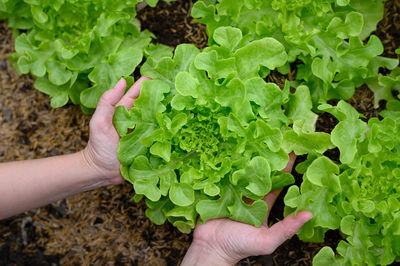 High angle view of hand holding leaf