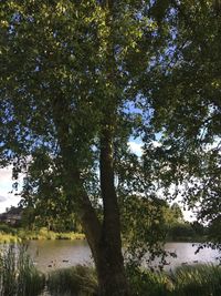 Trees by lake against sky