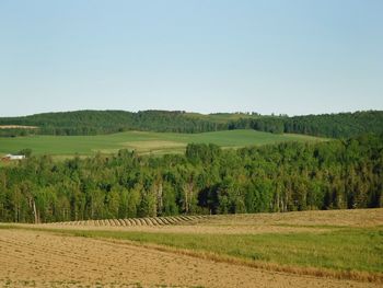 Scenic view of agricultural field against clear sky