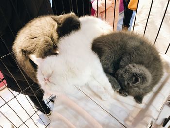 High angle view of cats sleeping