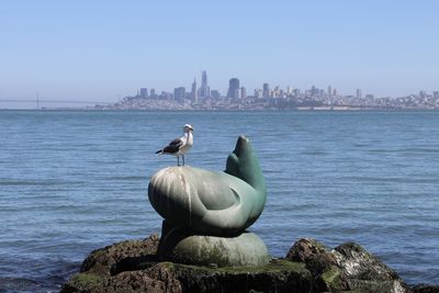 San francisco as see from sausalito with a seagull