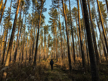 Man standing by trees in forest