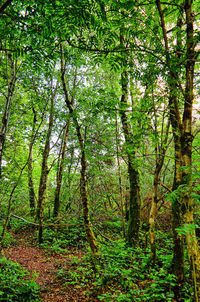 Trees in forest