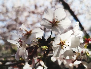 Close-up of white cherry blossoms