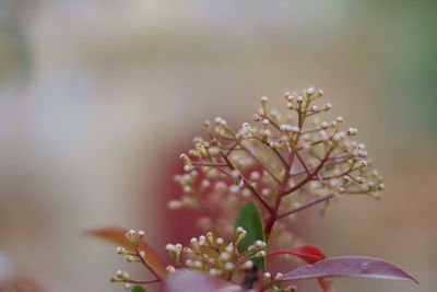 Close-up of fresh flower tree