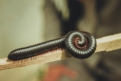 Close-up of an insect against blurred background