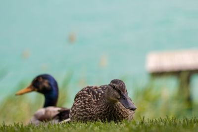 Close-up of birds in the lake