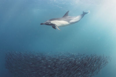 Dolphin and school of fish swimming in sea