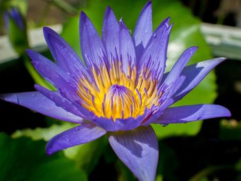 Close-up of purple water lily